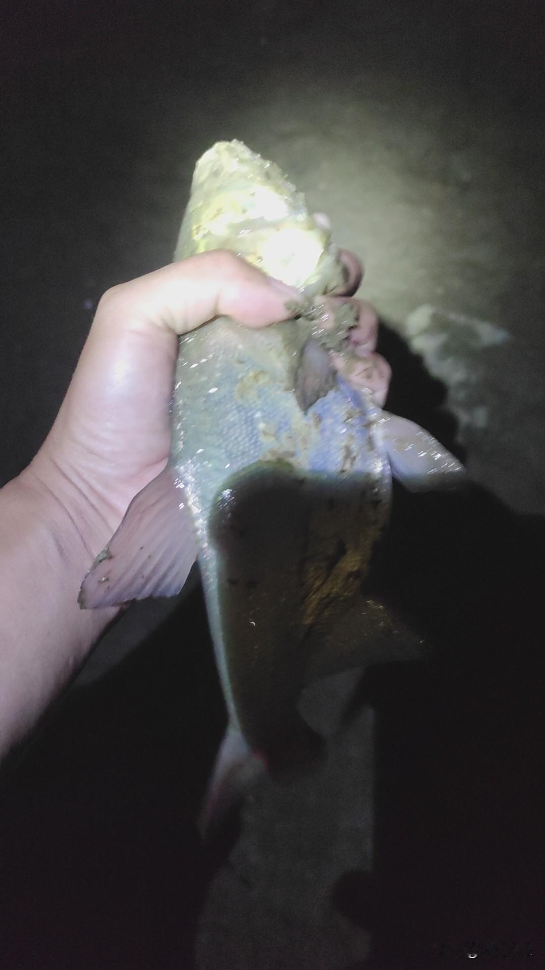 强降温的当天才是最好钓的，很多钓友其实都搞错了！关于鱼口什么时候最好的问题，