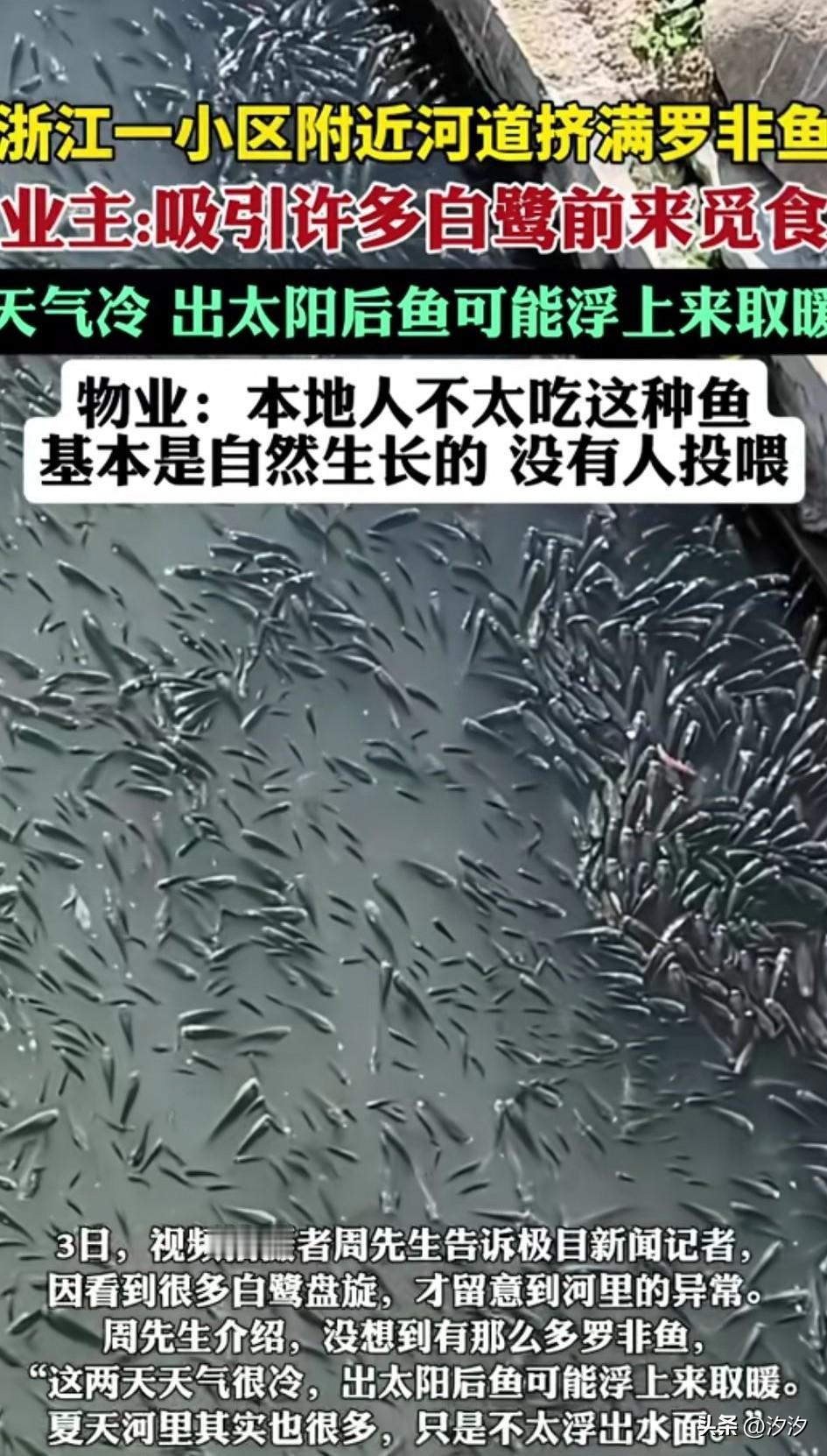 浙江一小区河道挤满了罗非鱼，看着密密麻麻的罗非鱼，对于有密集恐惧症的人来说，
