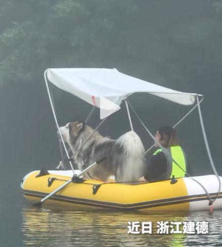 “火上人民日报了”！浙江，一女子带着自家的阿拉斯加犬，没想到狗狗听到有人唱歌之后