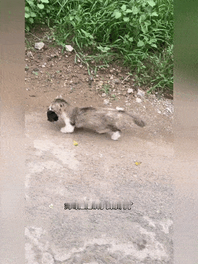流浪猫妈妈认准我家，拖着病体叼来一窝幼崽，看完瞬间破防谁能想到只是随手投喂