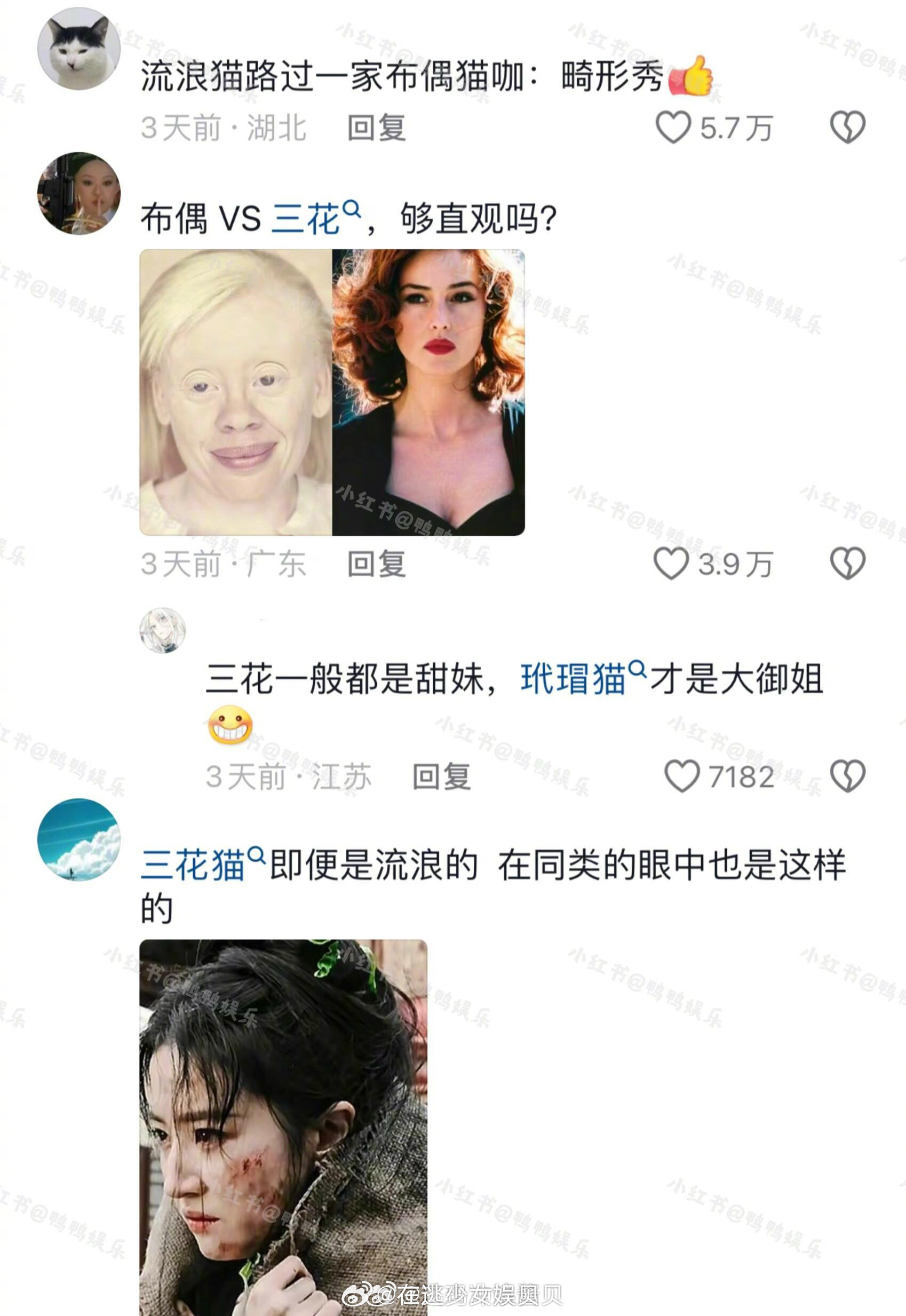 好好好，一下就get到了三花和布偶的天壤之别