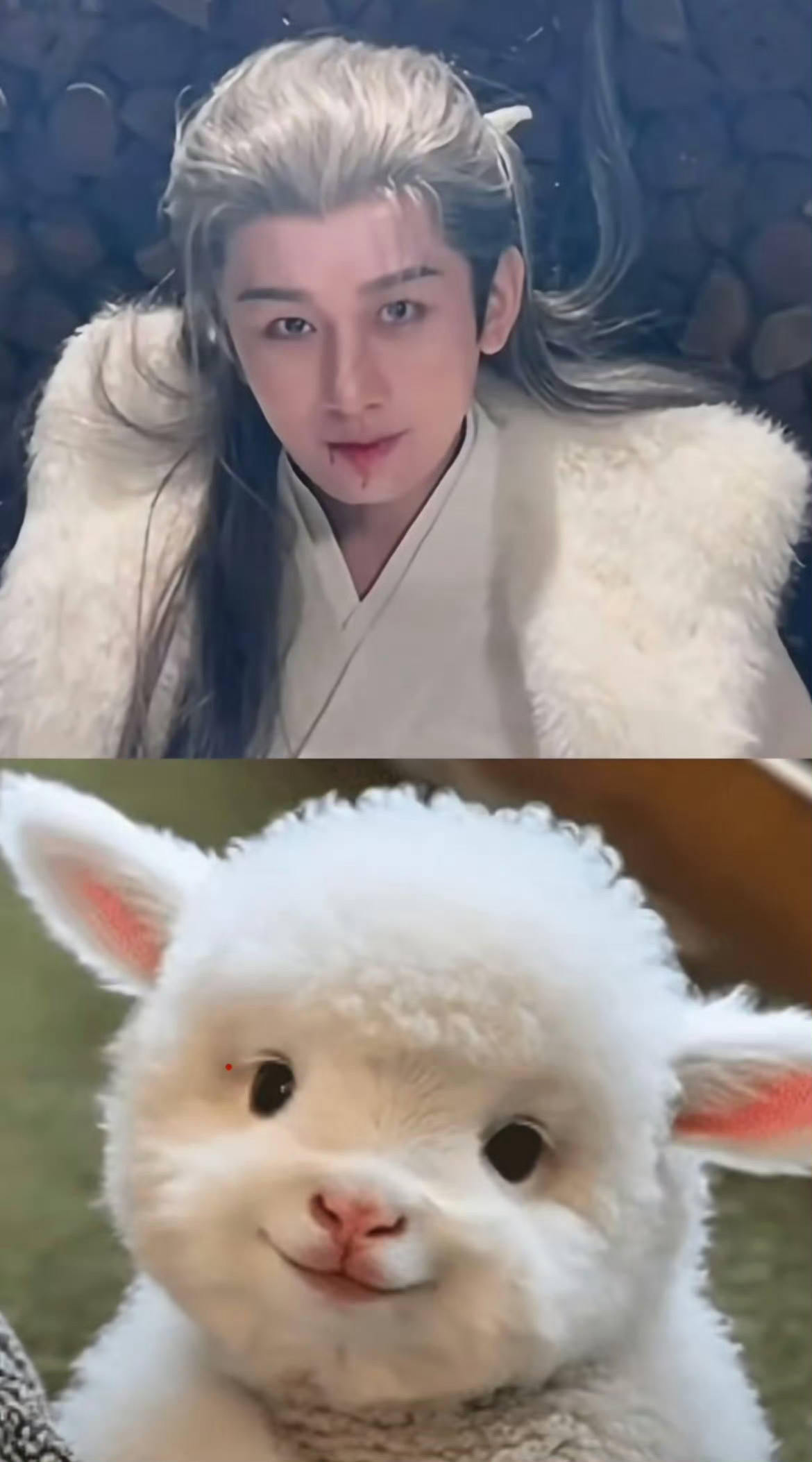 成毅睡前小习惯看动物世界这波反差萌没人会不喜欢吧，成毅和小动物的配适度百分百💯