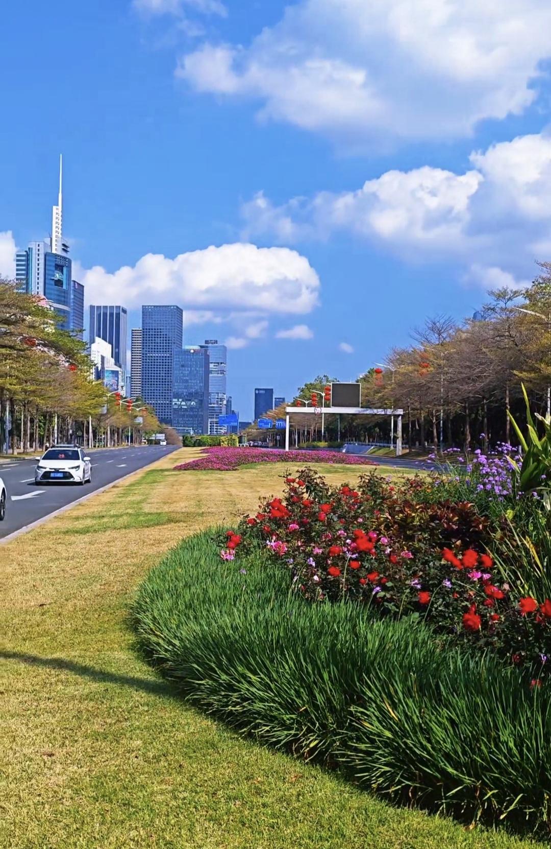 很可惜呀，一夜之间深圳的天气变差了，大年初一蓝天白云没有了。带大家欣赏一下我昨天