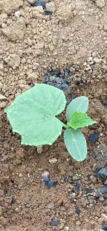 黄瓜为什么只长秧不结果?种黄瓜，蹲苗是关键一步，很多人忽略，后期只长秧不结