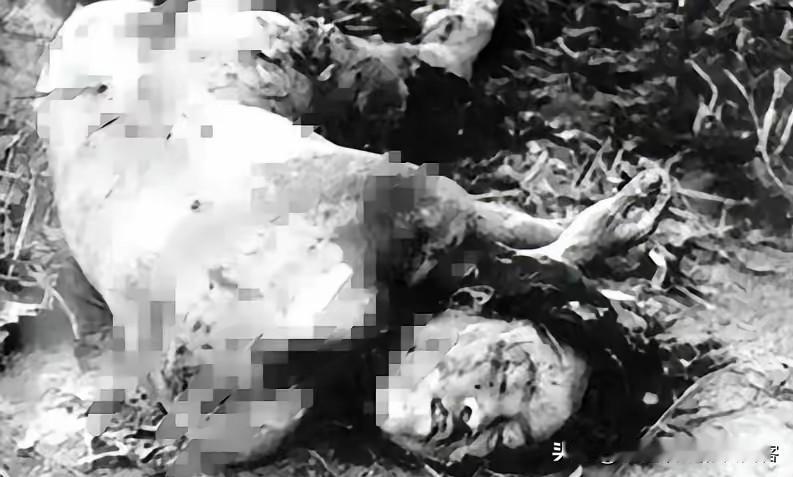 1943年，刘耀梅，被日军杀害后留下的镜头，这一张照片是由八路军战地记者叶曼之拍