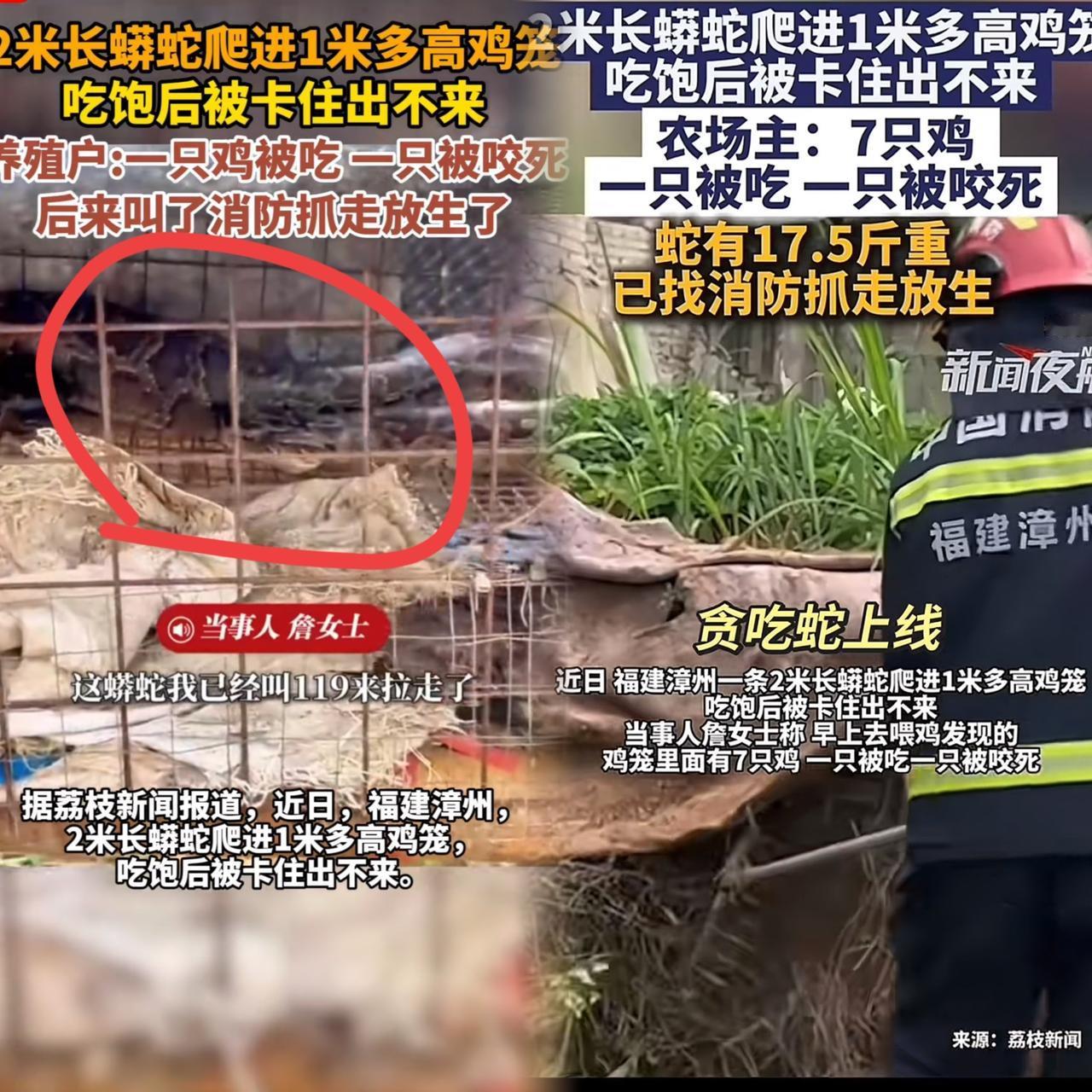太可怕了！福建，一女子在上山搞养殖，早上来喂鸡时，一到地方就发现地上躺着一只鸡，