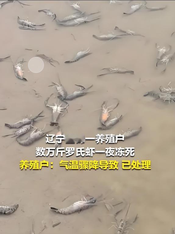 300万损失谁来赔？数万斤罗氏虾一夜冻死。辽宁盘锦一水产养殖户反映，因突降寒潮，