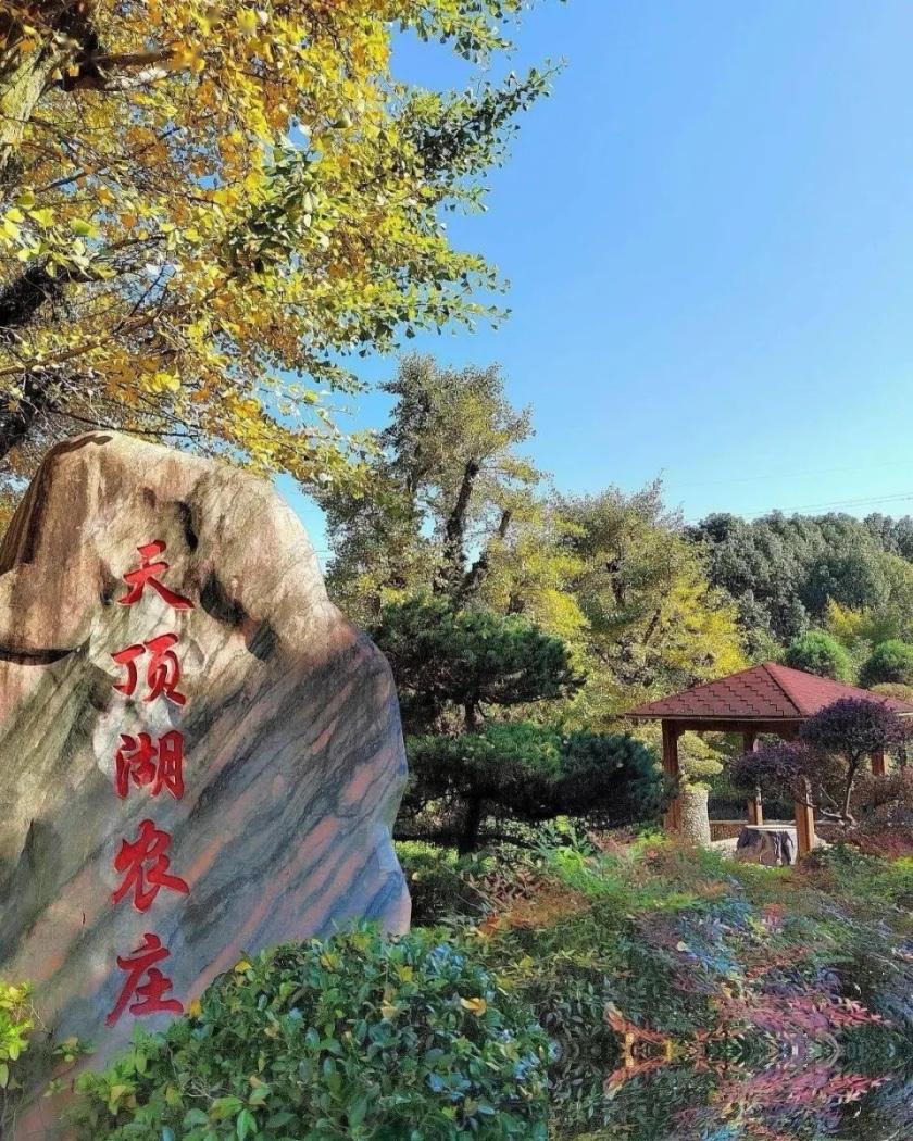 前几年一到周末，农家乐那是“一桌难求”，城里人开着车往郊外跑，土鸡土鸭、柴火饭、