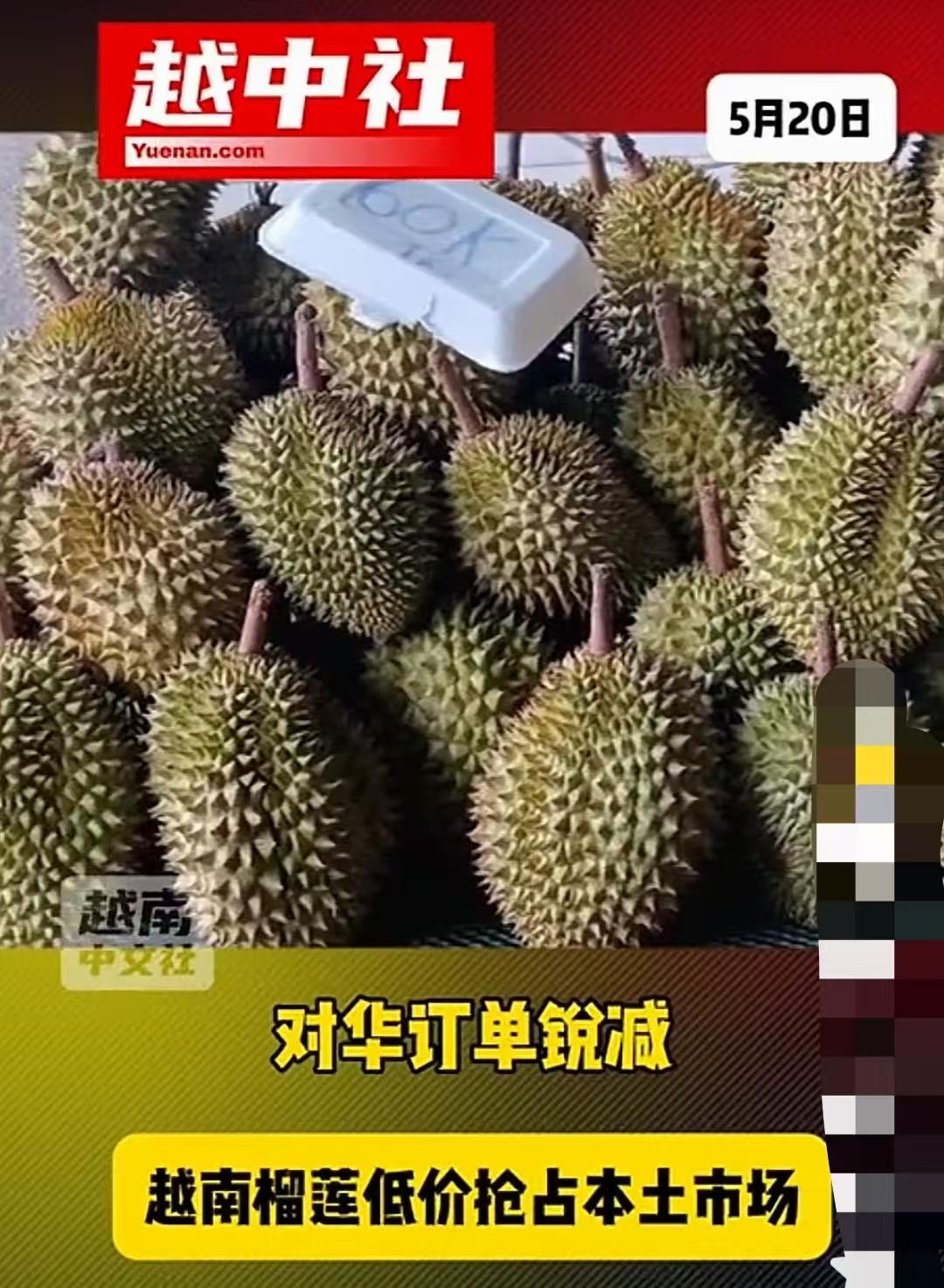 越南榴莲价格大幅跳水甩卖！越南并非传统榴莲种植大国，只不过在2020年以后，