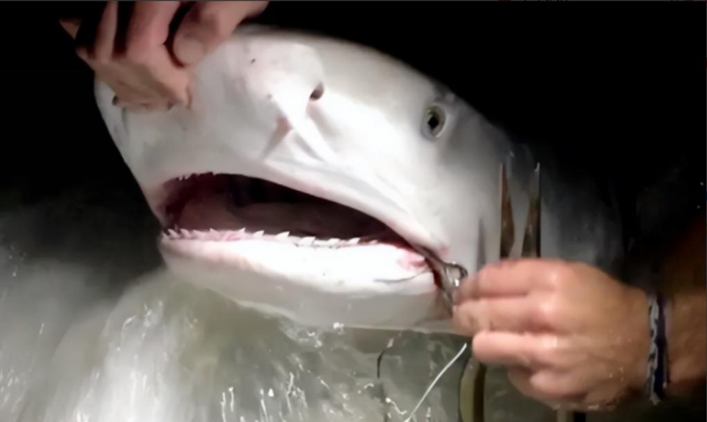 1996年，一个女潜水员在潜水的时候，看见一条鲨鱼的牙齿上面挂着一个很大的鱼钩，