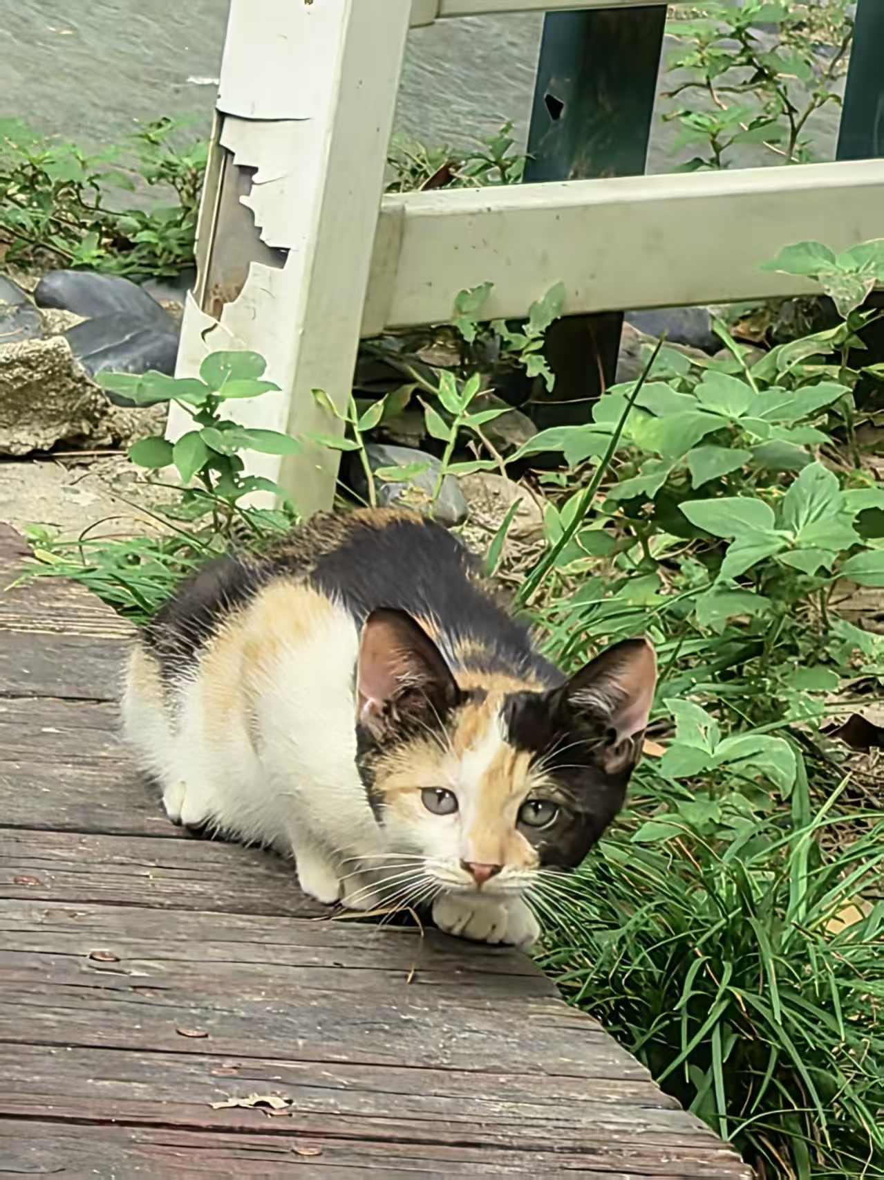 我的兴趣爱好：在小区散步时，与流浪猫的每一次不期而遇于我而言，最惬意的爱好，