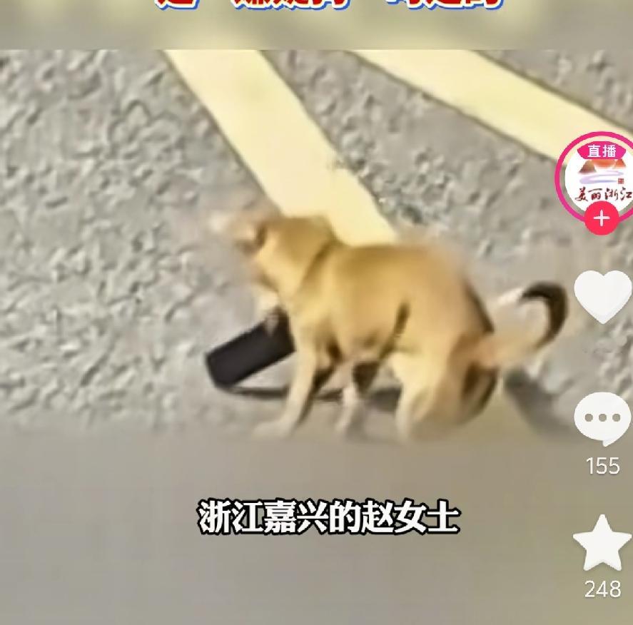 警察调完监控都笑了：偷手机的“嫌疑人”，竟然是一只狗！浙江嘉兴的赵女士骑车时手机不慎滑落，回头找了一