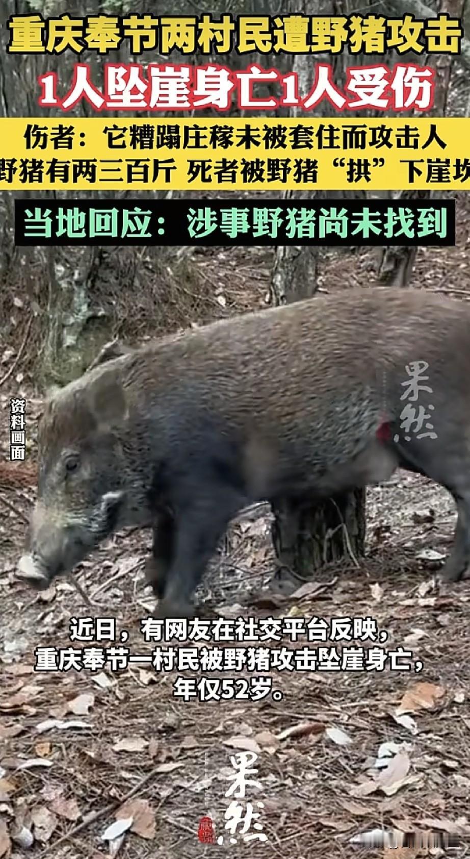 重庆奉节一野猪伤人致1死1伤。事情发生在8月22日早上，重庆奉节红土乡野茶村