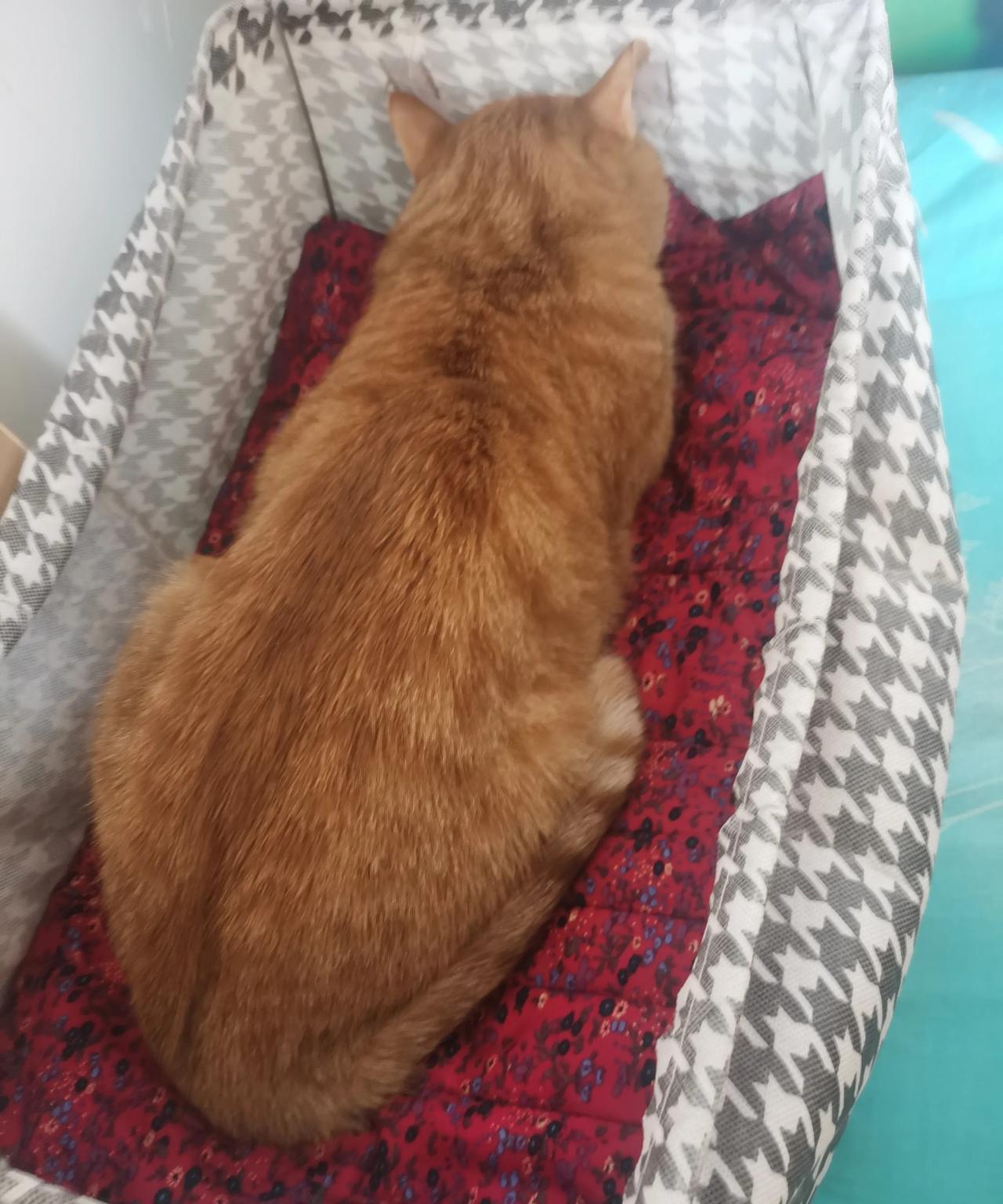 这是我养的橘猫，今年六岁了，还没满月的时候就到我们家来了。我是非常害怕猫
