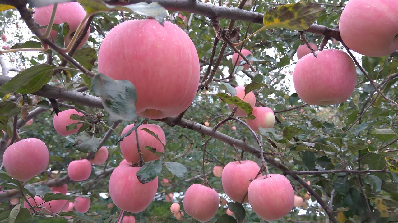 全国哪里的苹果最好吃？苹果是我国代表性水果，种植广泛，但“最好吃”并无绝对答