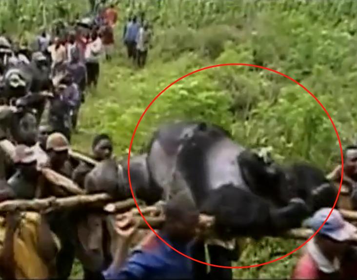 1996年，非洲加彭的一个偏远村庄里，村民们食用了一只病死大猩猩，不料一个星期后