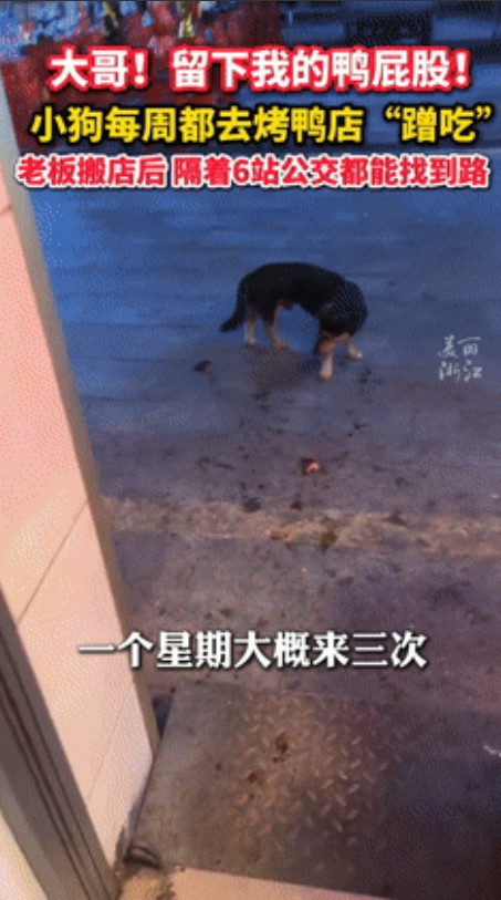 泪目了！”小狗每天去烤鸭店蹭鸭屁股吃，老板搬新店后2年没见！客就在3天前，小狗隔