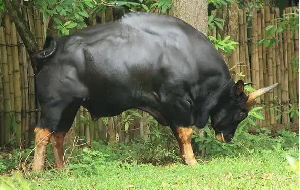 为什么牛只吃草就能长一身肌肉？答案其实很简单，人只吃蔬菜的话会营养不良，