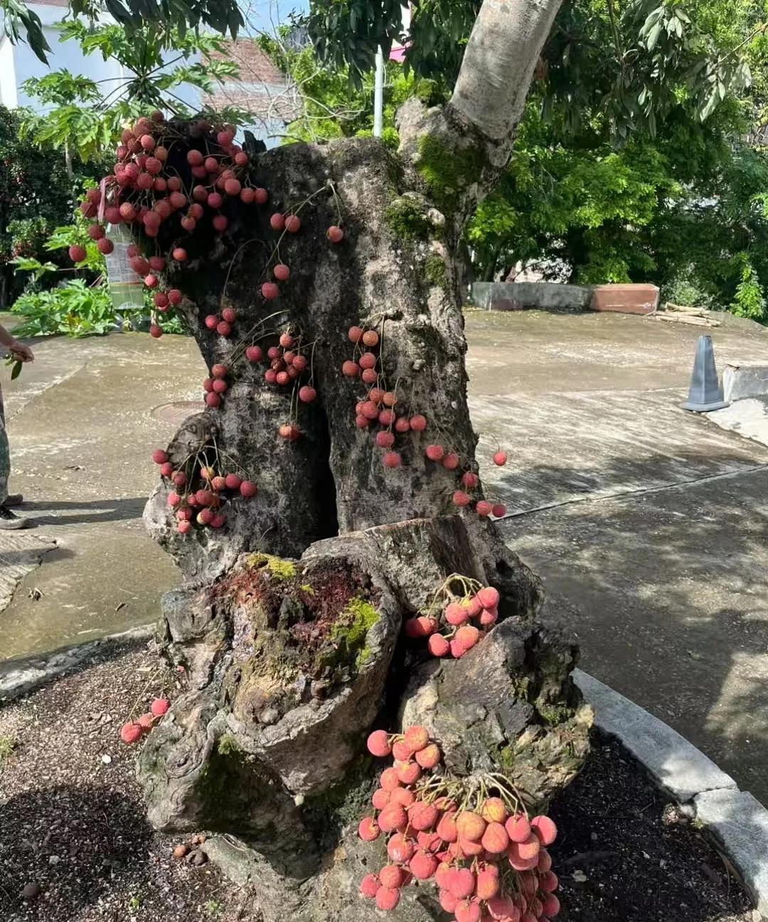 荔枝树原来长这样