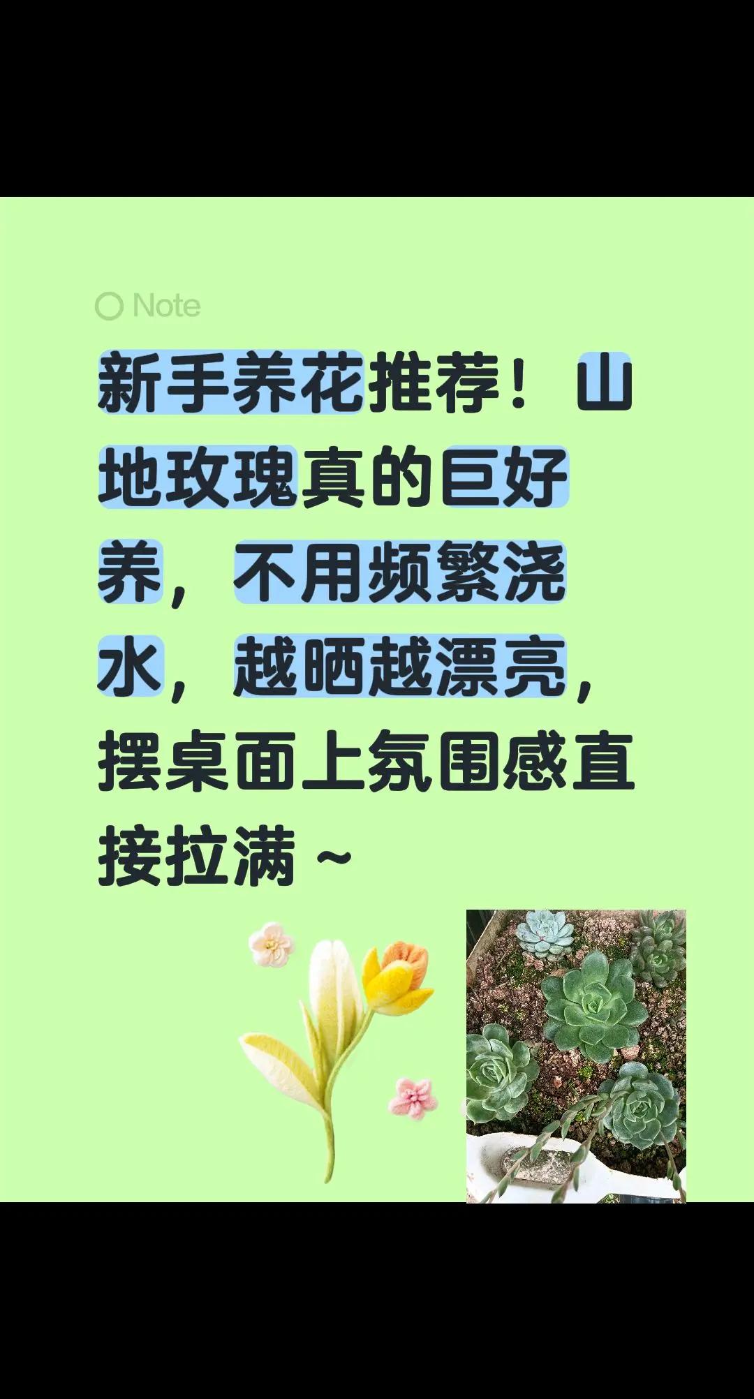  山地玫瑰群生好养易爆盆招财旺宅阳台盆栽。新手养花推荐！山地玫瑰真的巨好养，不用