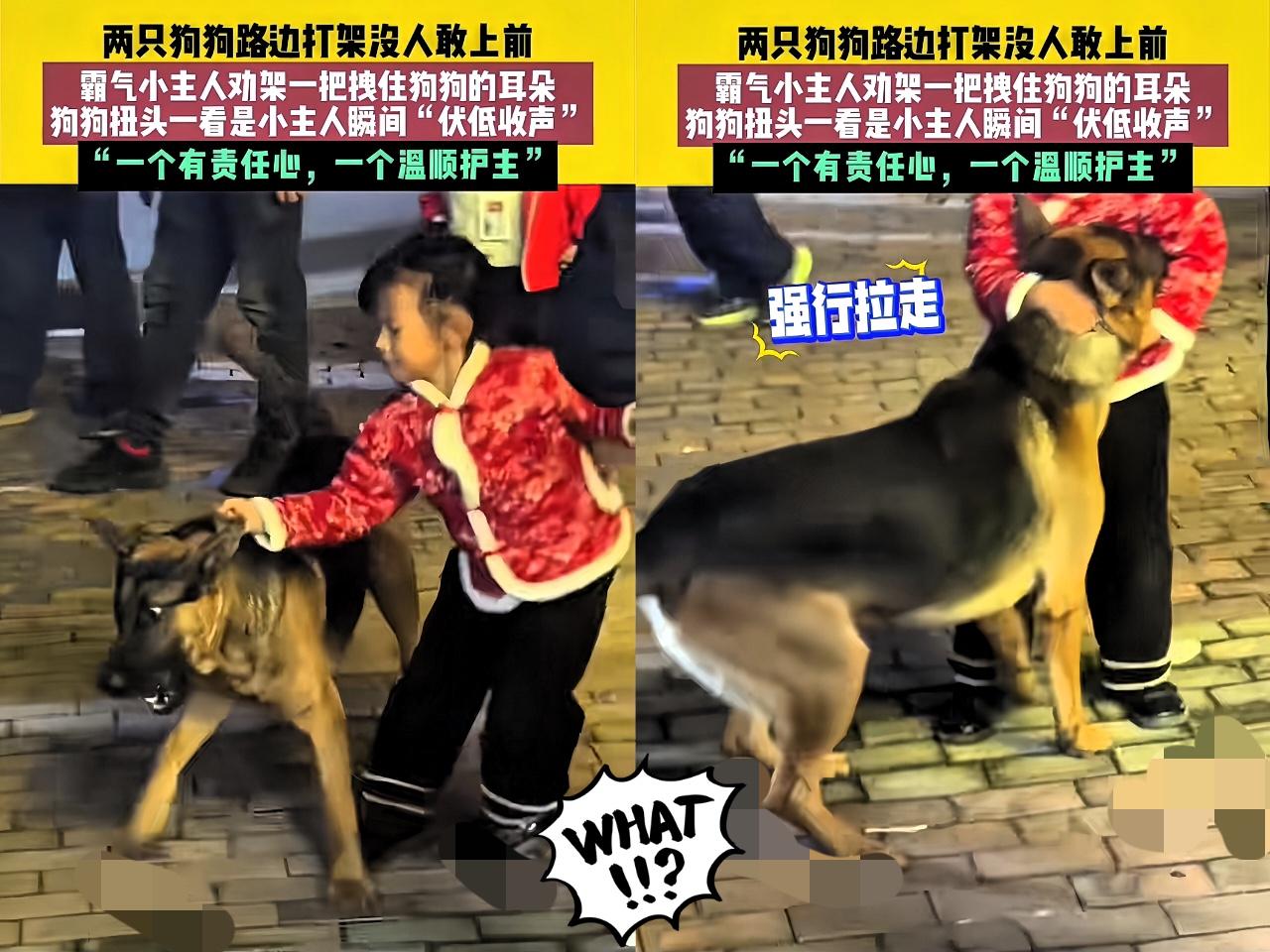 “一物降一物”湖南街头，两只没牵绳的狗狗突然干架龇牙低吼，扭作一团，围观