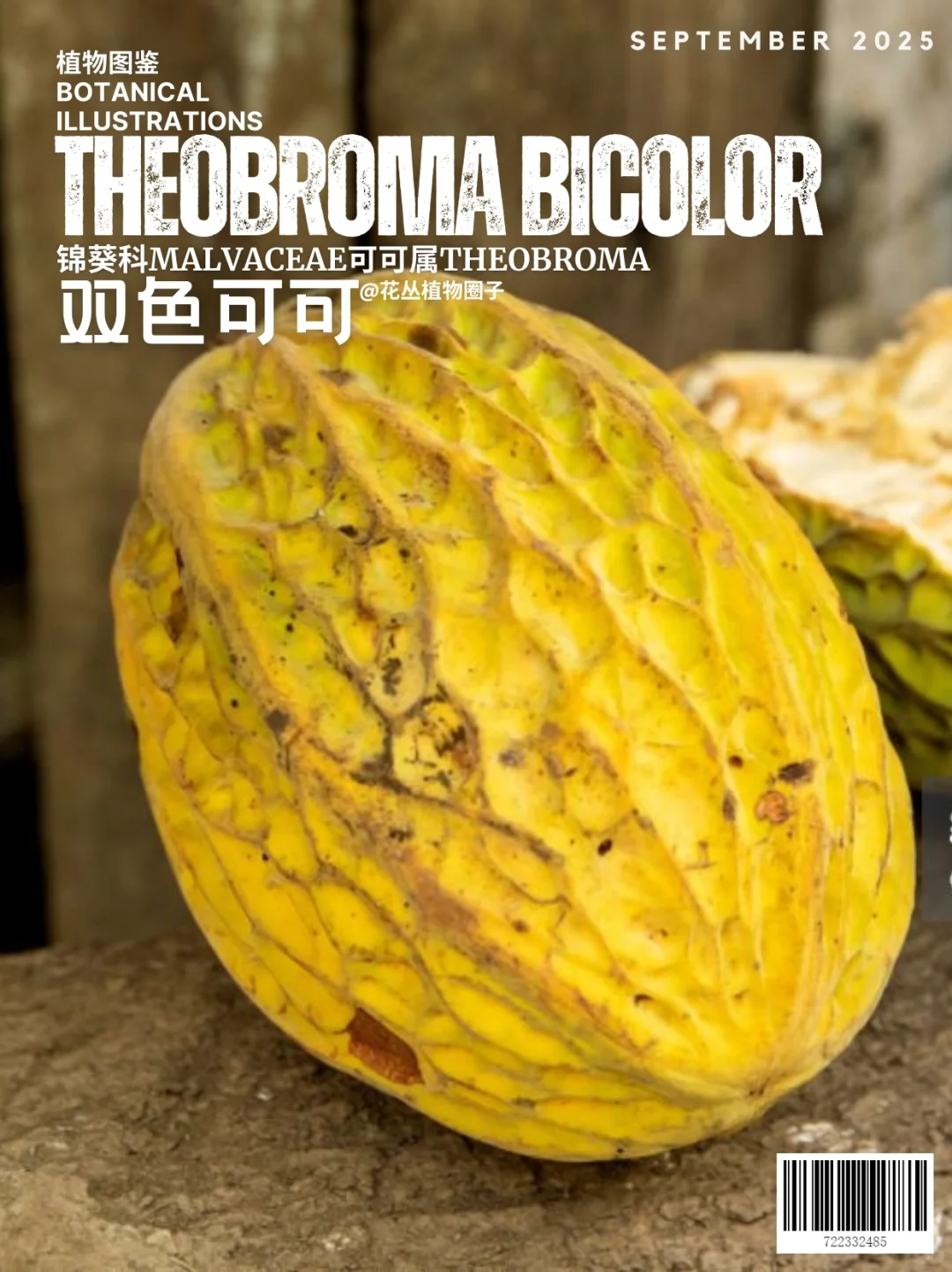 双色可可Theobroma bicolor
