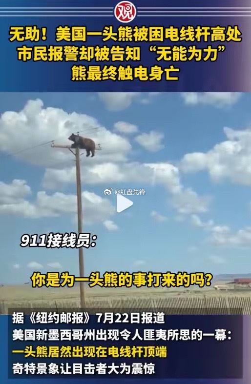 四大名著害人不浅啊，都醒醒吧——真实的美国那是连爬上电杆的熊都不救，更何况电线上