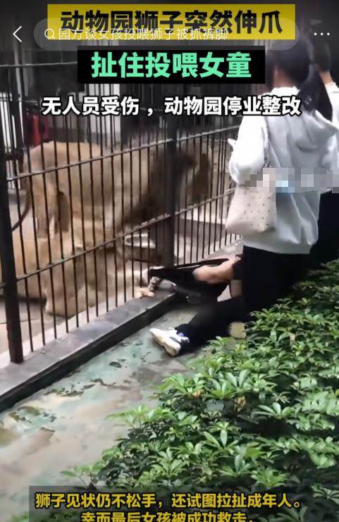 广东汕头，10岁女孩逛动物园，学人拿肉喂狮子，旁边的工作人员见她够不着，就让她走