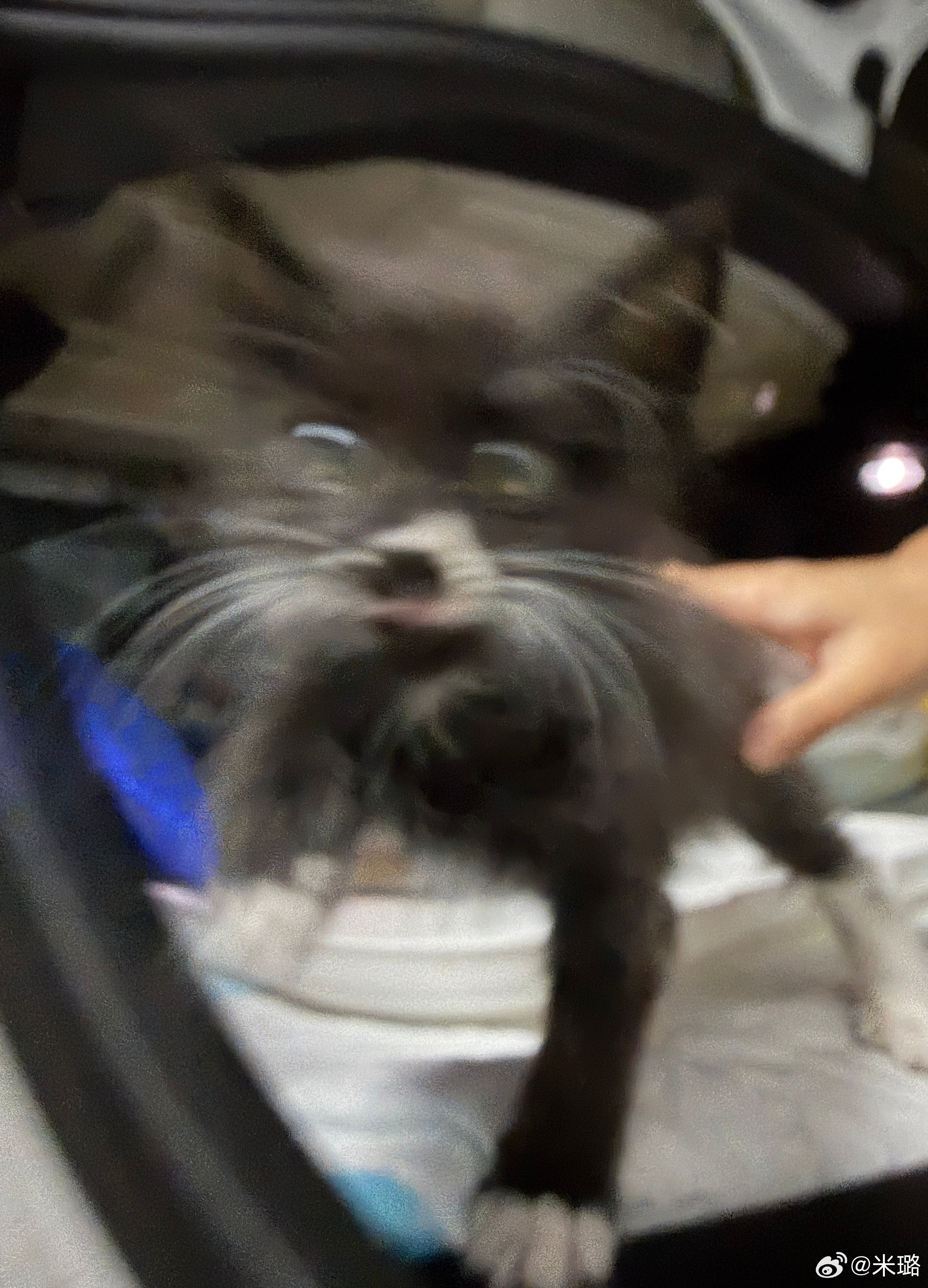 中午抱抱猫猫，下午上班更有力气了。