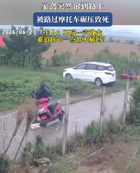 鸭子什么时候有路权了？鸭子在路上乱窜，被路过的摩托车碾压致死，摩托车直接走了