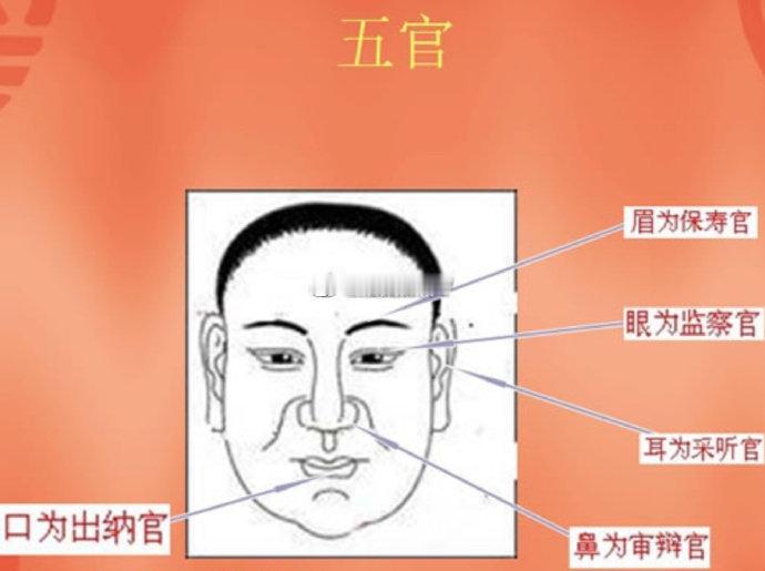 五官小知识手相占卜面相①保寿官（眉），眉毛长短适中，纤长柔顺，根根见底，为人比较聪慧，有远见，易长寿