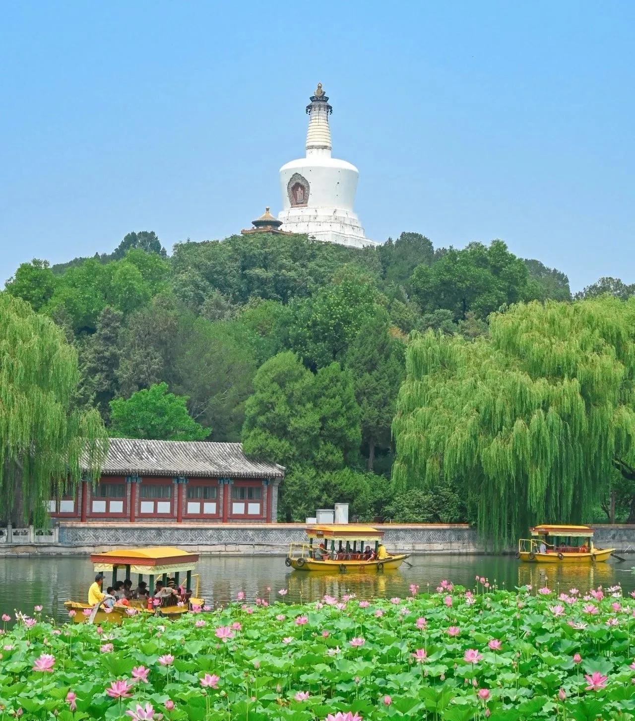 北京北海公园的夏日风光盛夏的北京，各大公园竞相绽放的荷花成为夏日里一道靓丽的风