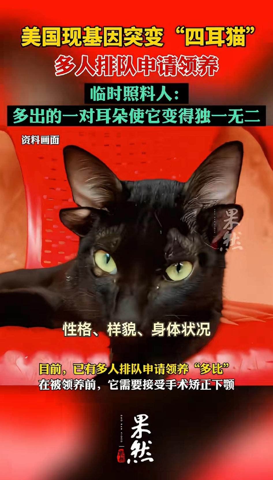 美国亚拉巴马现基因突变“四耳猫”多人排队申请领养。这只名叫“多比”的四耳猫是一只