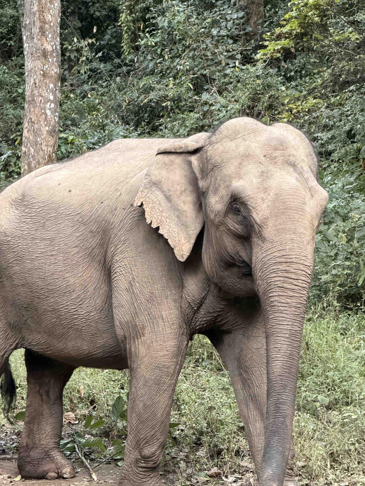 在野象谷，时间会自然慢下来。镜头靠得很近，却并不觉得冒犯——大象的皮肤纹理、