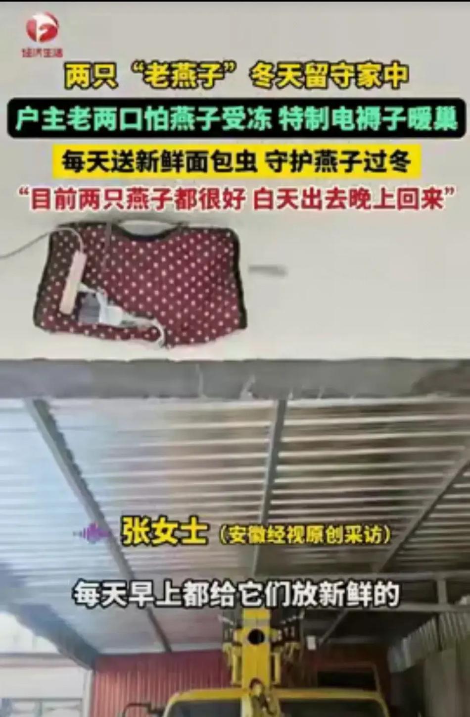 万物皆有灵！河北保定，两只老燕子无力南飞，其他燕子站成一排依次告别，户主老两口看