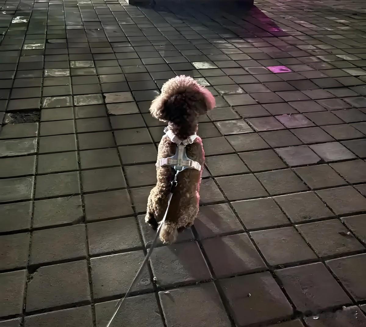 江苏南京，一男子发现，小区内宠物狗随地大小便，男子嫌气味难闻，在小区投放含异烟肼