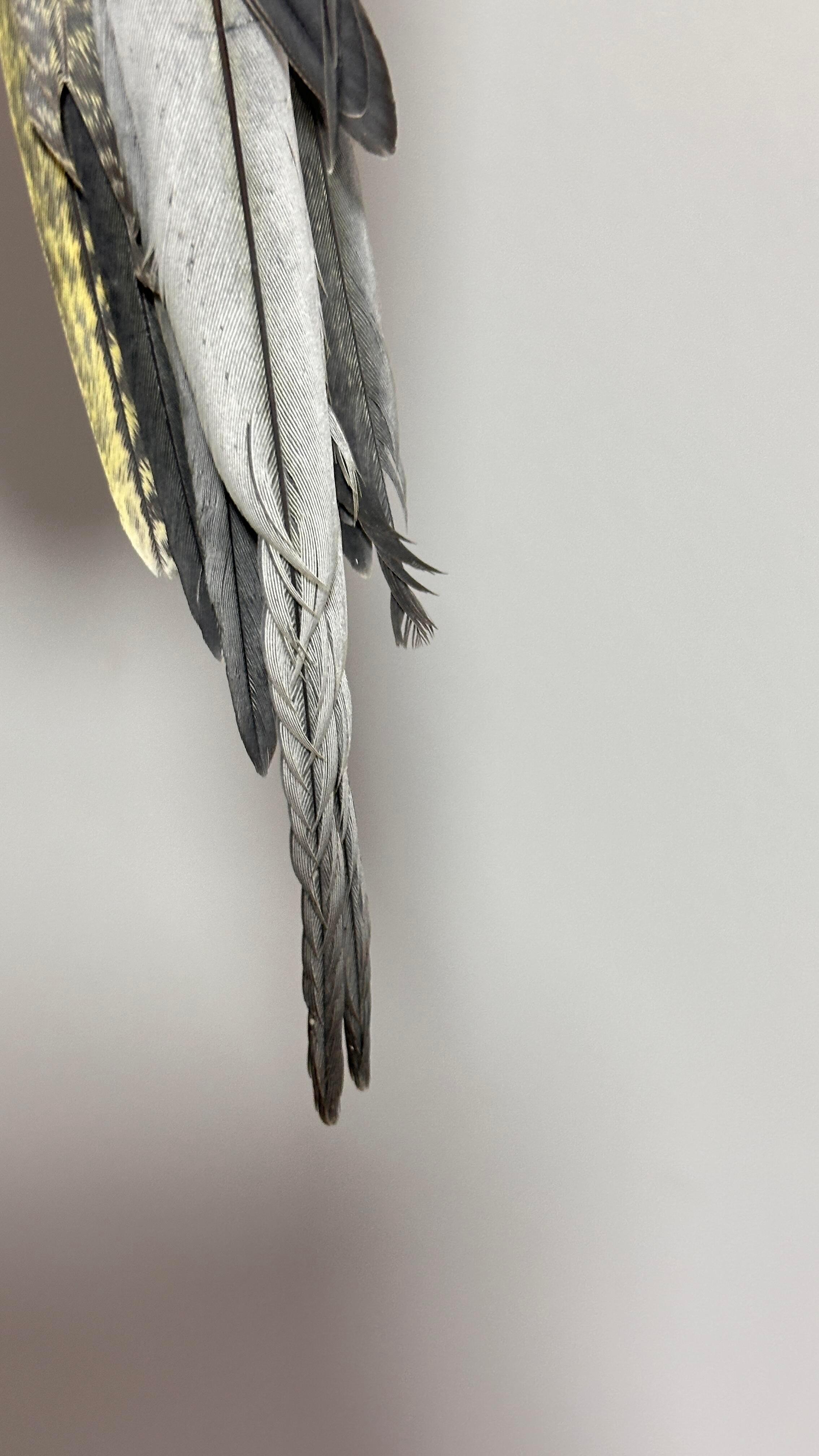 原来小鸟真的有自己的审美