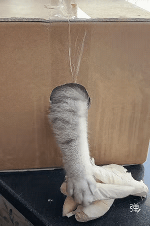 猫咪很聪明，既然嘴巴出不来就拿爪子去薅，那根鸡腿实在是太馋猫了。可这次猫咪失算