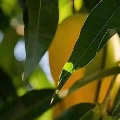 芒果的种植方法：1、种植时间由于芒果喜欢在温暖湿润的环境下生长，一般芒果栽种的