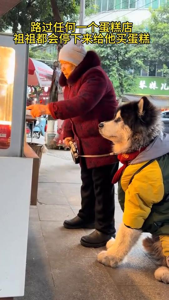 路过任何一个蛋糕店，祖祖都会停下来给他买蛋糕。你要吃这个蛋糕吗？是不是想吃这个