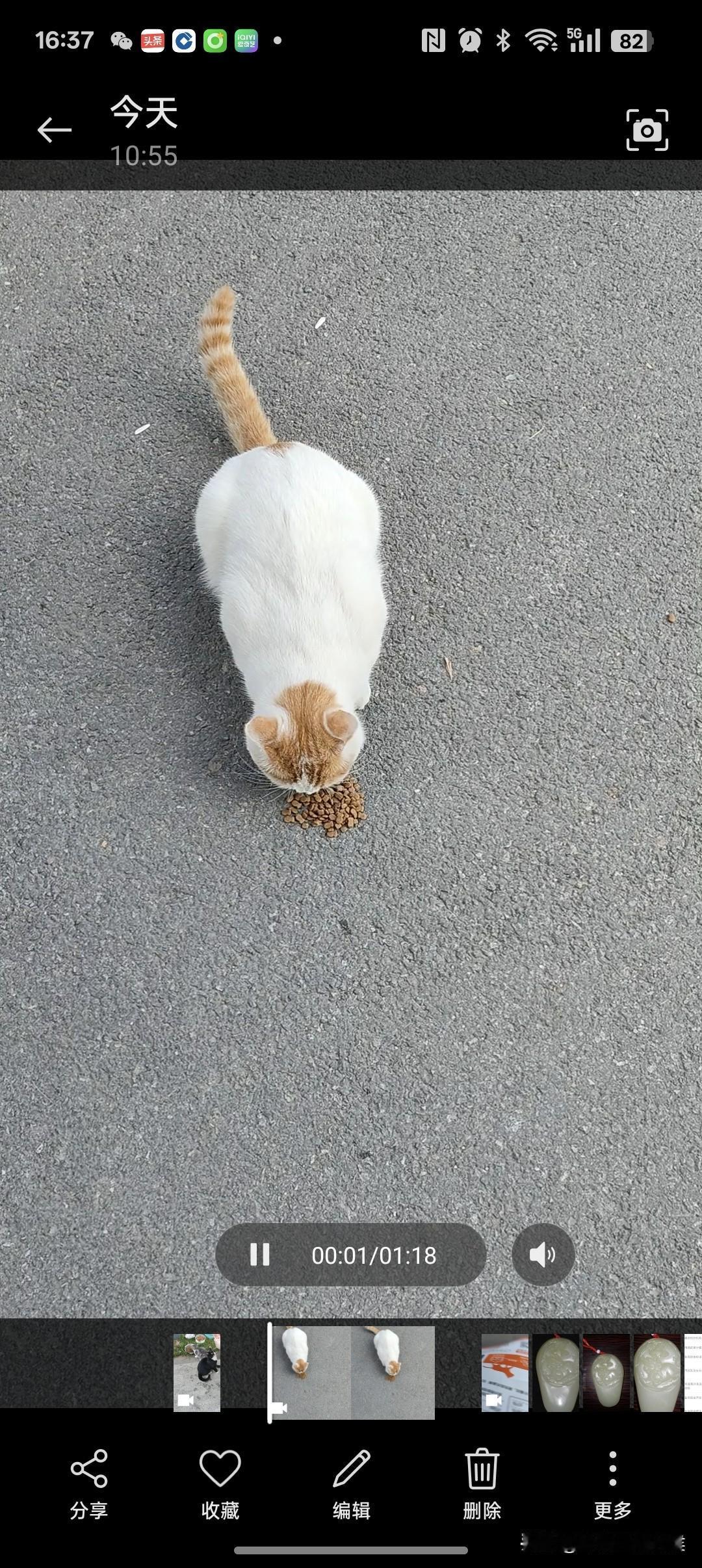 小区里的流浪猫有一只白颜色的，它总是独来独往，不跟其他流浪的杂色猫合群。一个小