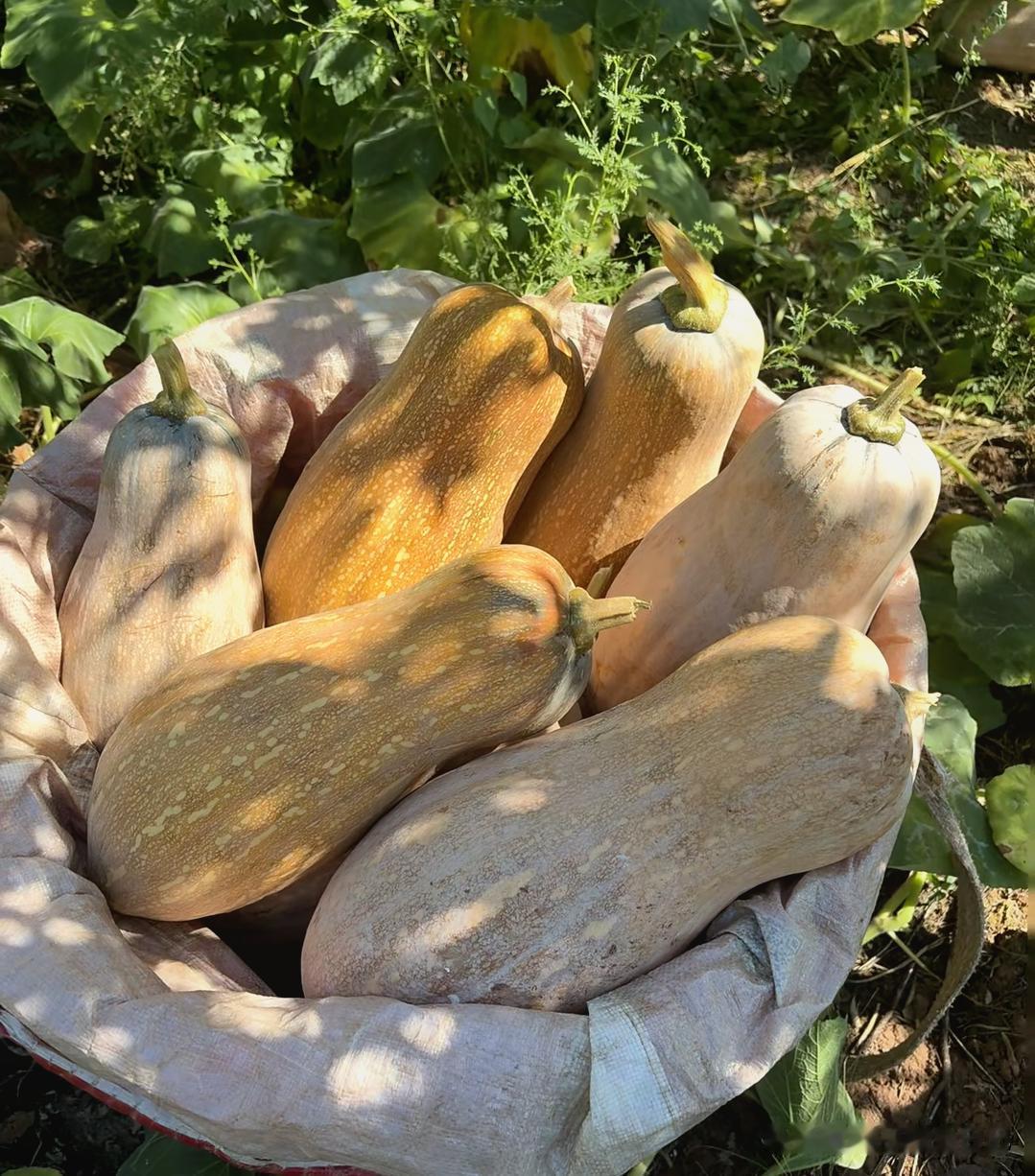 再这样吃南瓜，肝就废了？提醒大家：吃南瓜不注意这些，是在埋雷！南瓜本身不伤