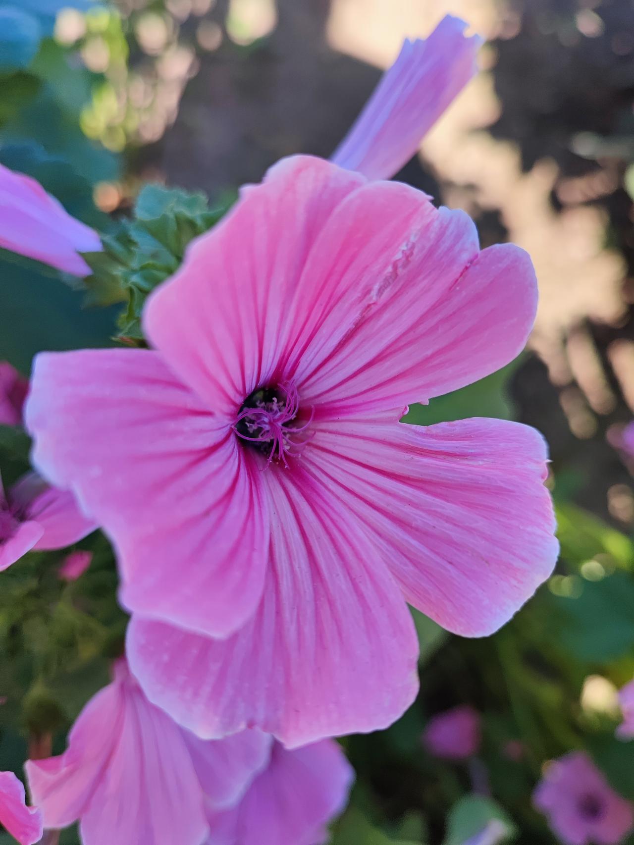 我的摄影日记八十多岁的公公就喜欢花，房前屋后种满颜色各异的花，每次回家都会🈶惊