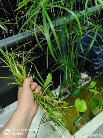 鱼池里的水草长的太快了，经常有枯萎的叶子堵住我的过滤，有点烦人...