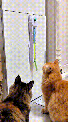 哈哈这俩小猫太逗了，盯着玩具看得目不转睛，心里痒痒得很，特别好奇那晃来晃去的绳儿