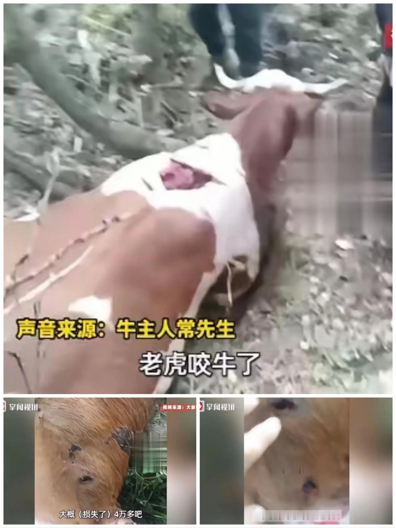 悲剧还是发生了！吉林延边那老乡家的两头牛，前阵子突然遭了野生老虎的袭击，一头当场