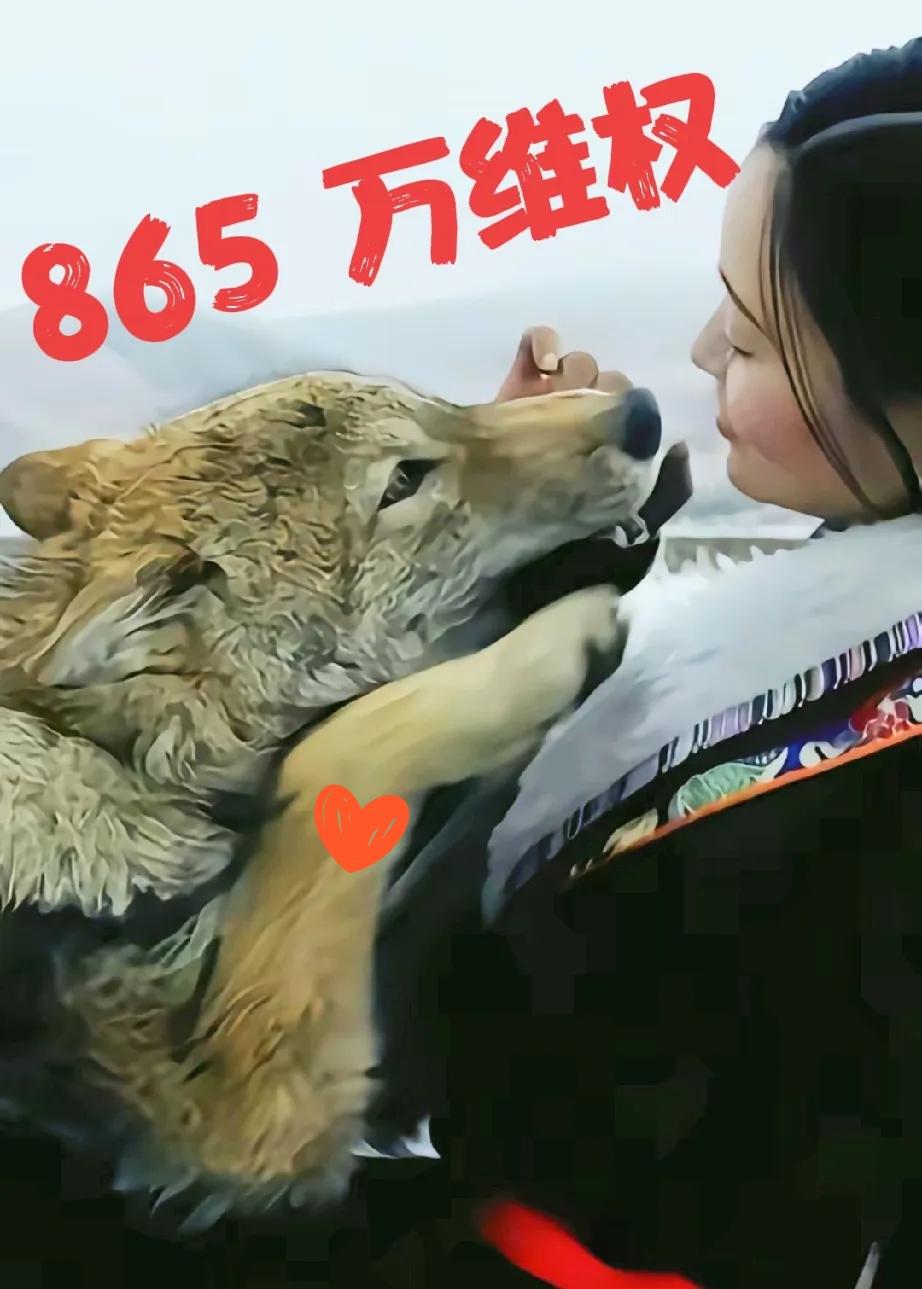 重返狼群的版权费865万，现在正在打官司，10年前拍视频没火，后来拍记录片也没火