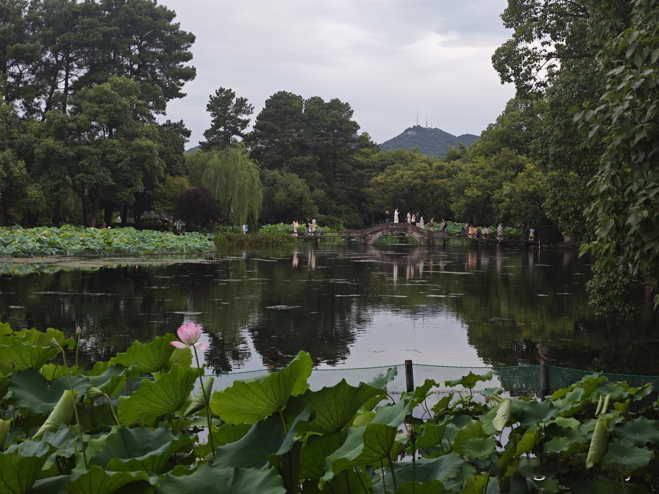 分享随手拍的景色夏季西湖，映日荷花别样红