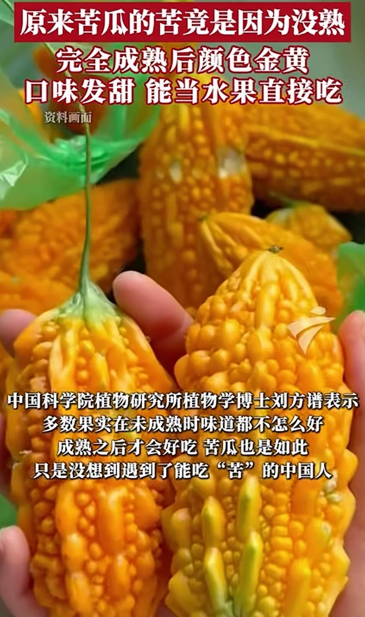“涨知识了！”专家研究发现，苦瓜之所以这么苦不是因为苦瓜本来就苦，而是因为它还没