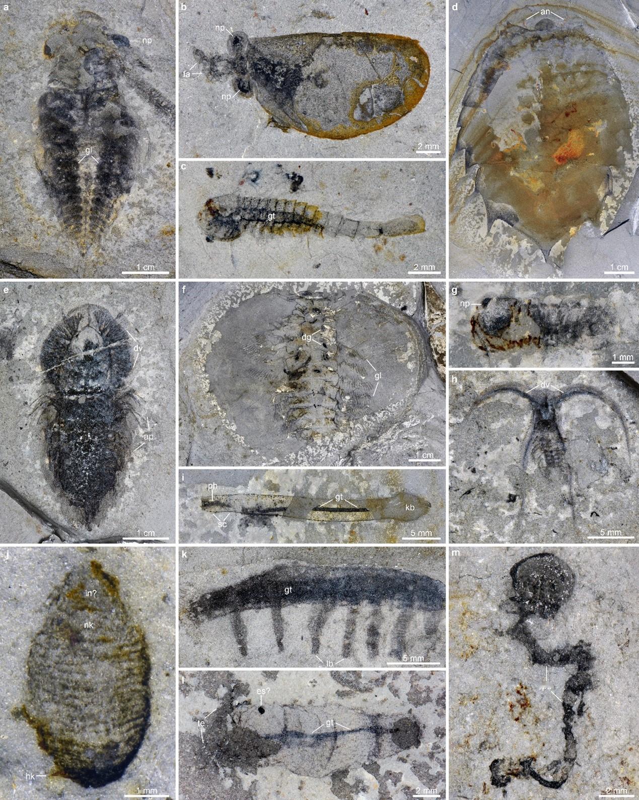 【大灭绝关键证据被发现！】地球生命历经30多亿年演化，约5.39亿年前迎来“寒武